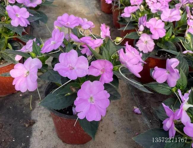 超级凤仙清凉紫