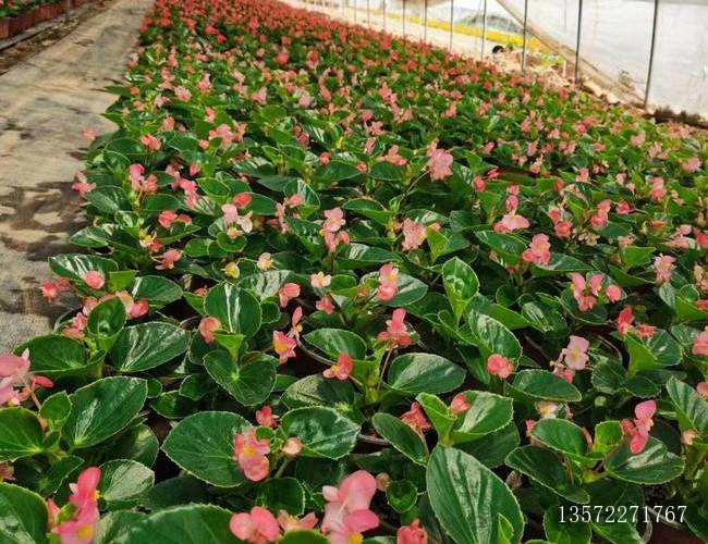 大叶海棠西安基地