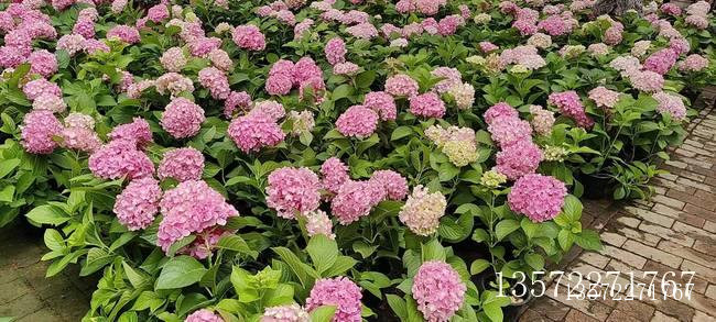 绣球无尽夏粉色