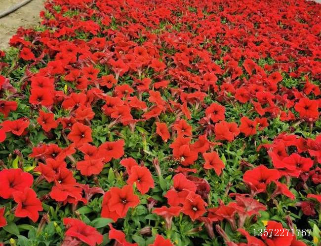 矮牵牛大红色