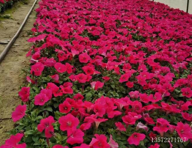 矮牵牛玫红