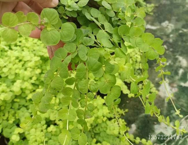 过路黄，金钱草