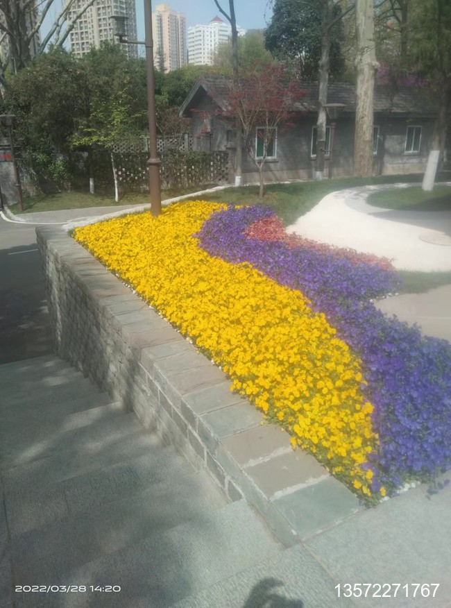 角瑾摆放效果展示