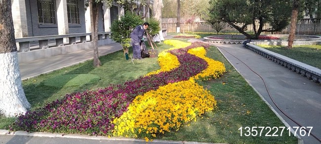 角瑾摆放效果展示