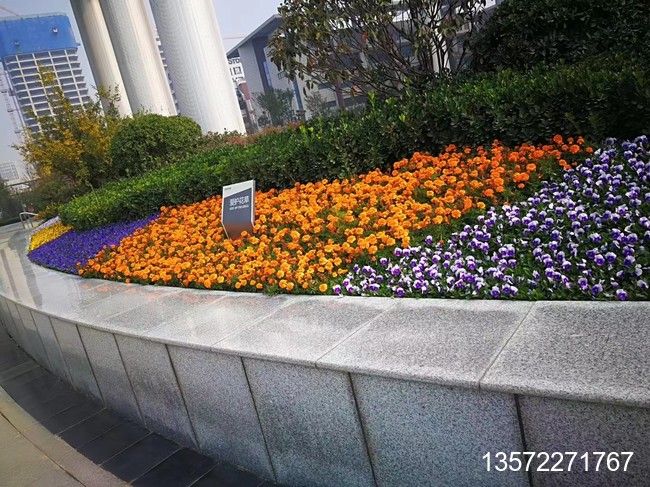 角瑾摆放效果展示