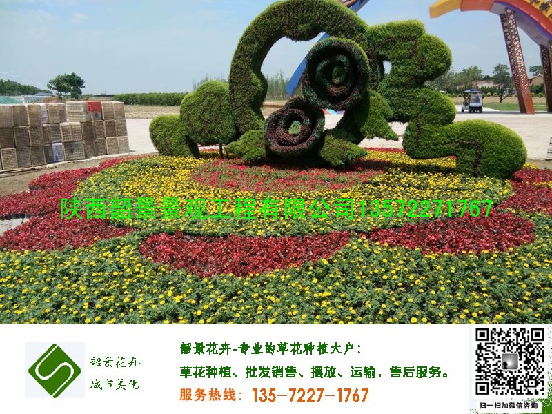 孔雀草四季海棠