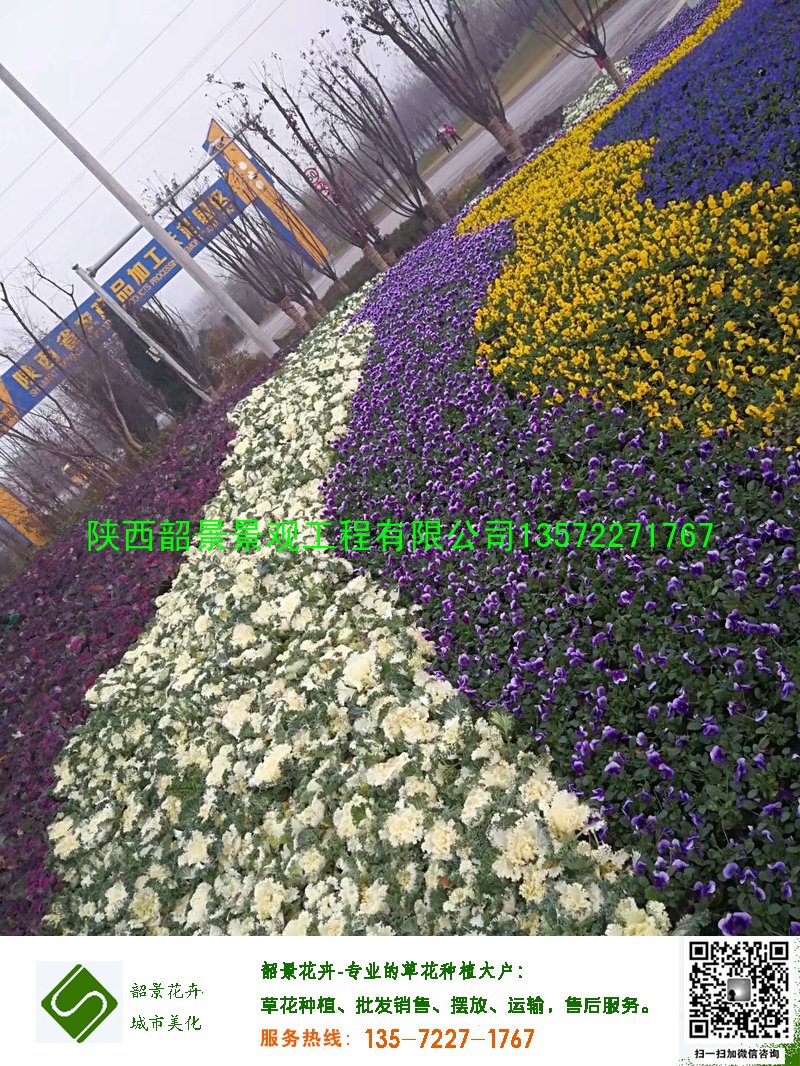 角瑾甘蓝摆放效果