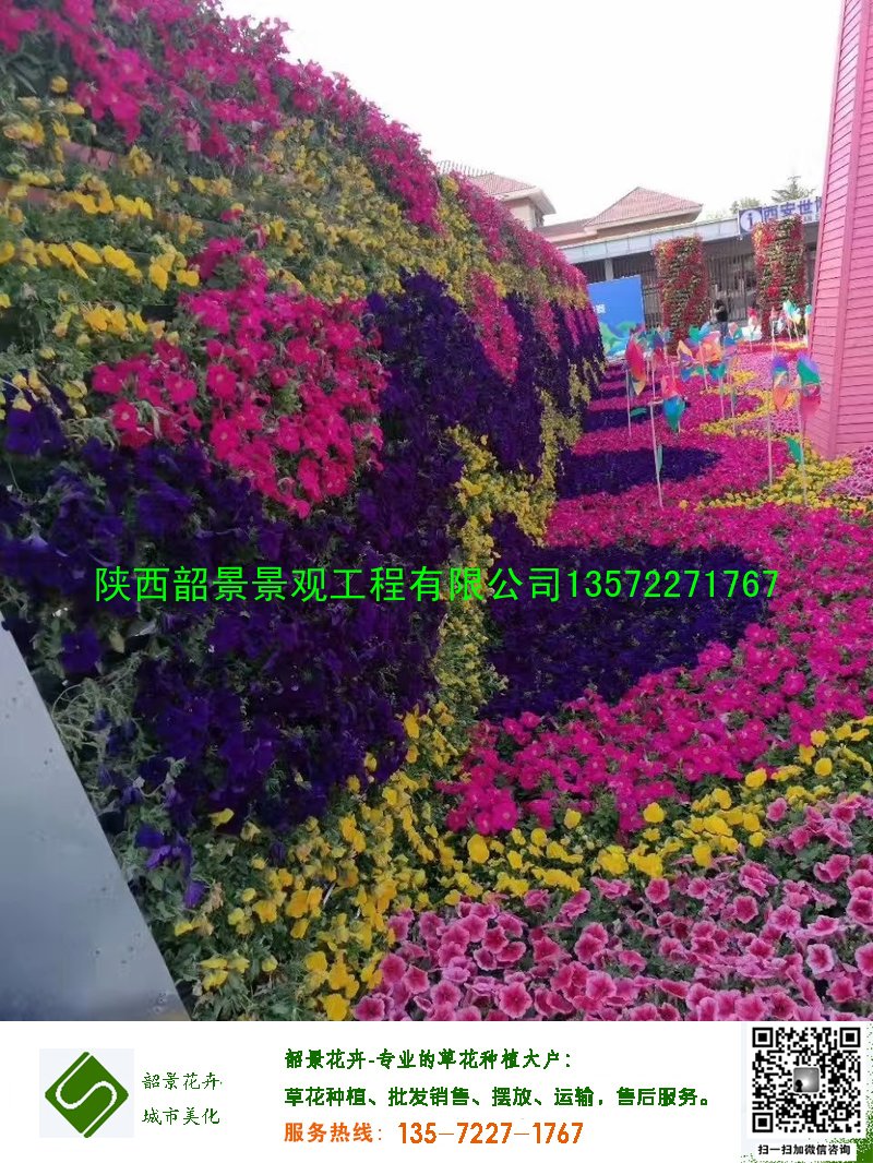 矮牵牛摆放效果