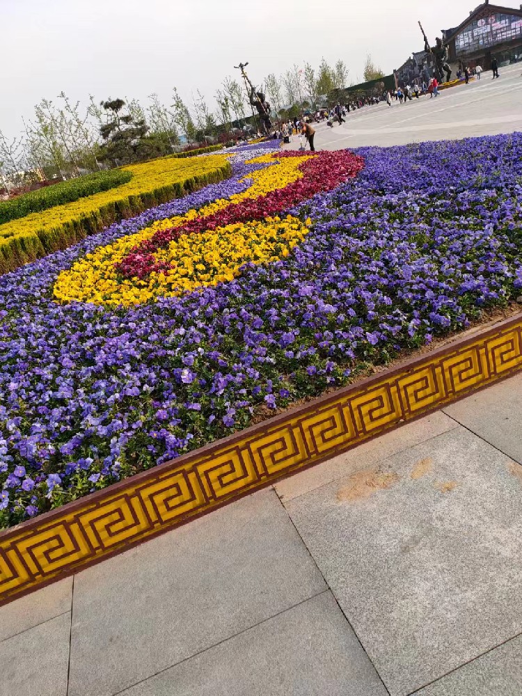 西安草花基地直发工地视频