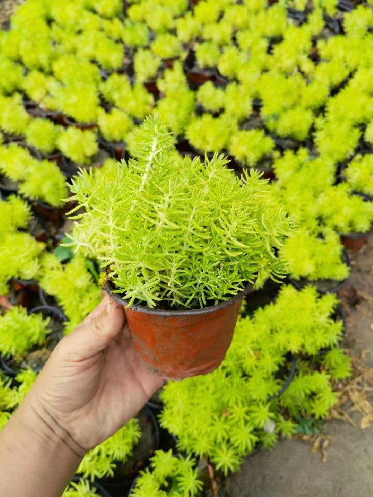 佛甲草大量上市