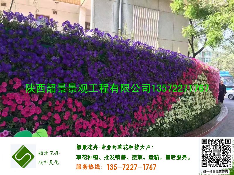 植物花墙